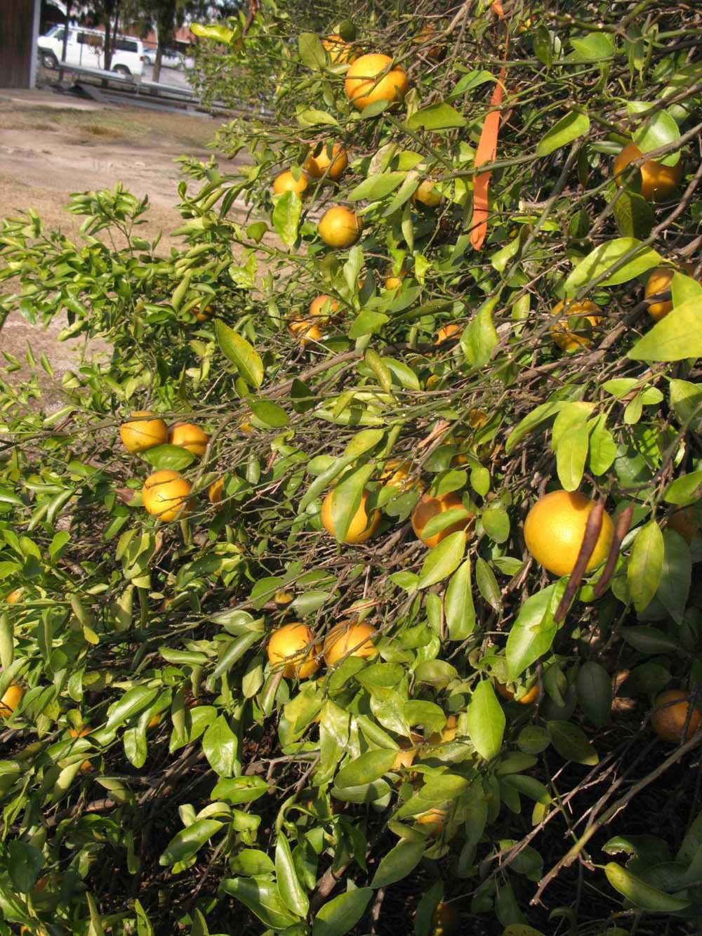              Sun leaves (Winter Haven, FL)       
